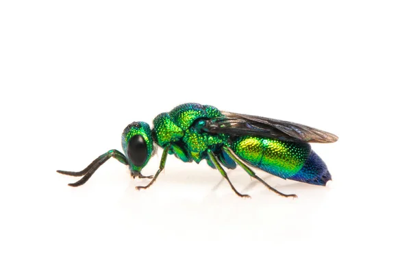 Bild Einer Metallischen Kuckuckswespe Chrysididae Isoliert Auf Weißem Hintergrund Insekt — Stockfoto