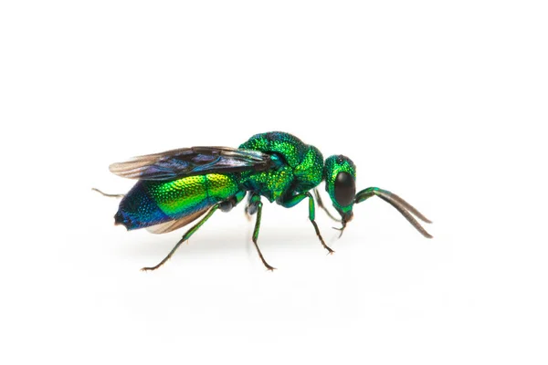 Imagem Vespa Cuco Metálica Chrysididae Isolada Sobre Fundo Branco Inseto — Fotografia de Stock