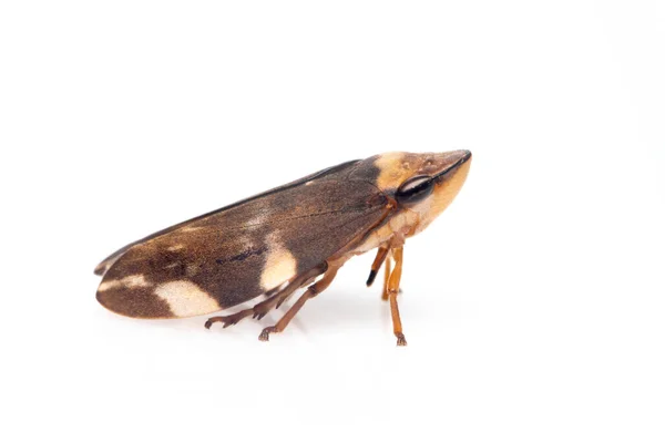 Bild Des Braunen Blattrichters Auf Weißem Hintergrund Insekt Tier — Stockfoto