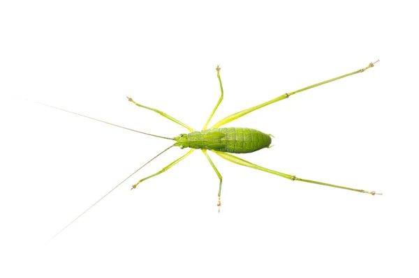 Image Green Bush Cricket Long Horned Grasshopper White Background Top — Stock Photo, Image