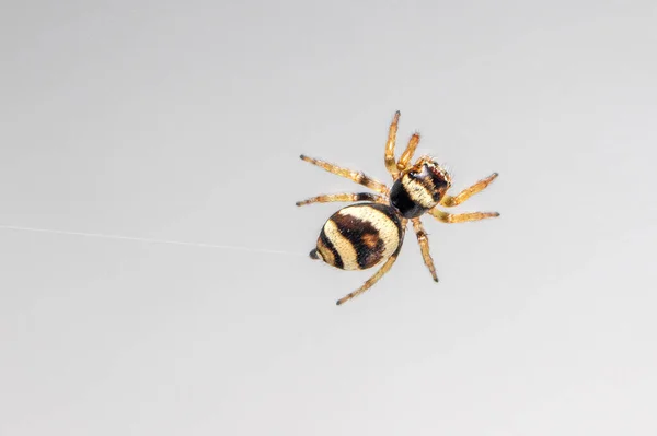 吸血蜘蛛 Euryattus Bleekeri 在银河系白色背景下跳跃的图像 — 图库照片