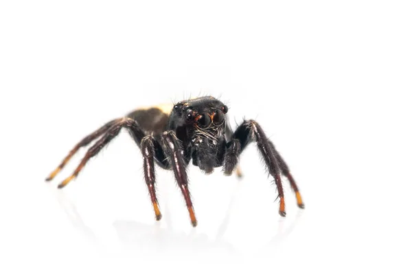 Afbeelding Van Bijtende Springende Spin Opisthoncus Mordax Witte Achtergrond Insect — Stockfoto