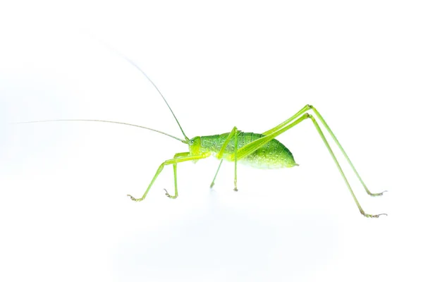 Imagen Grillo Verde Con Cuernos Largos Saltamontes Sobre Fondo Blanco — Foto de Stock