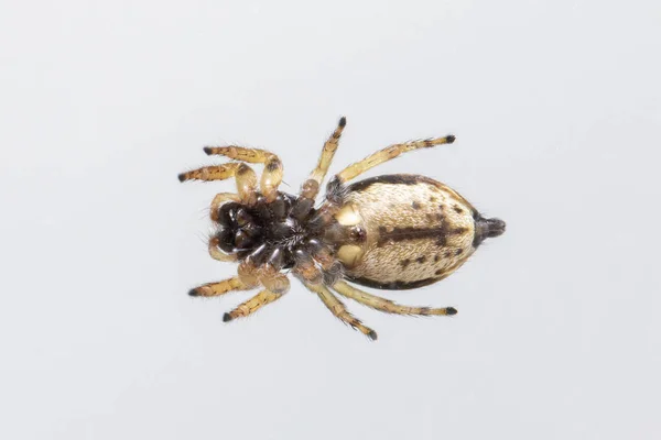 Зображення Стрибаючого Павука Euryattus Bleekeri Білому Тлі Вид Знизу Комахи — стокове фото