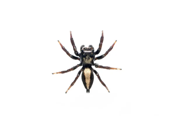 Beyaz Arka Planda Sıçrayan Örümceğin Opisthoncus Mordax Resmi Böcek Hayvan — Stok fotoğraf