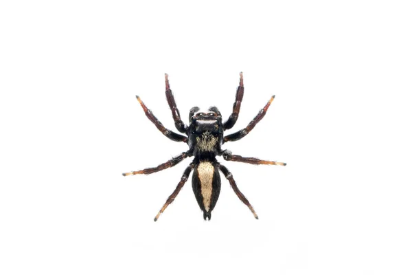 Image Une Araignée Sauteuse Opisthoncus Mordax Mordue Sur Fond Blanc — Photo