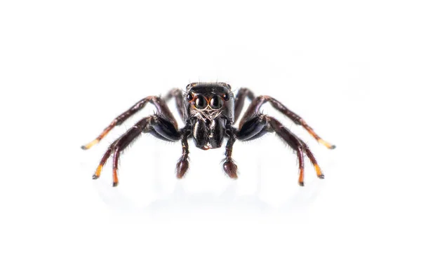 Bild Bitande Hoppa Spindel Opisthoncus Mordax Vit Bakgrund Insekt Djur — Stockfoto
