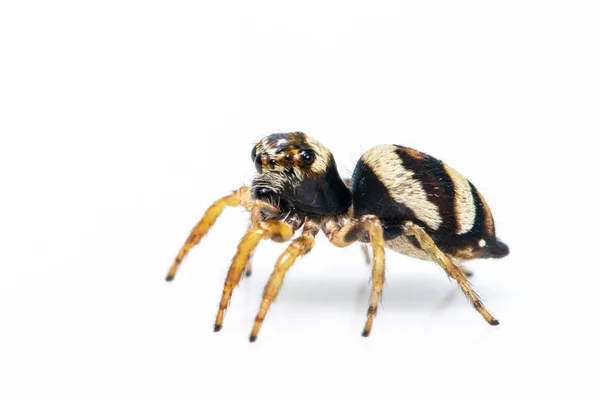 Imagem Aranha Saltadora Sangrador Euryattus Bleekeri Fundo Branco Inseto Animais — Fotografia de Stock