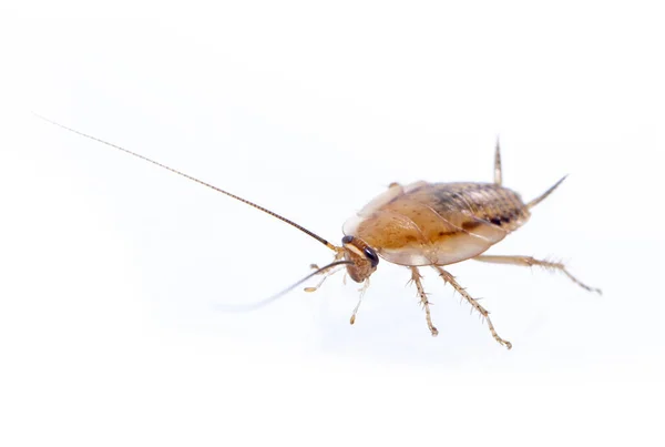 Imagen Cucaracha Del Bosque Marrón Sobre Fondo Blanco Desde Vista — Foto de Stock