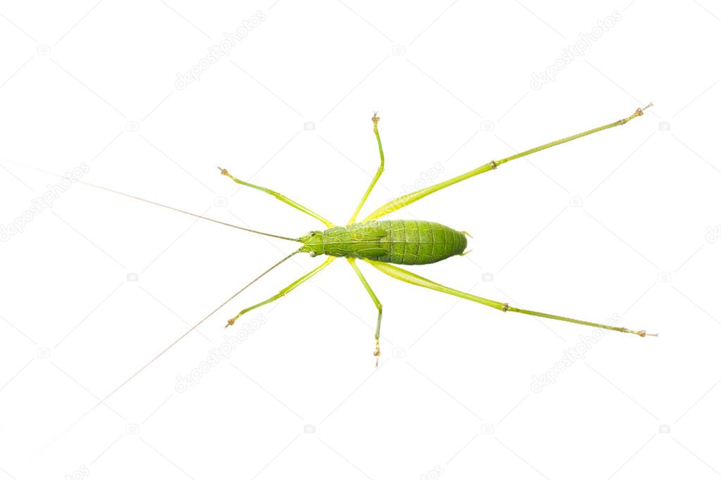 Image of green bush-cricket long horned grasshopper on white background. From top view. Insect. Animal