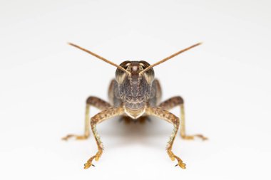 Beyaz bantlı çekirge (stenocatantops splendens) resmi beyaz arka planda izole edilmiştir. Böcek. Kahverengi çekirge