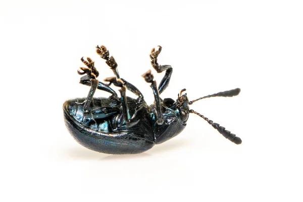 Imagen Escarabajo Algodoncillo Azul Aislado Sobre Fondo Blanco Insecto Animales —  Fotos de Stock