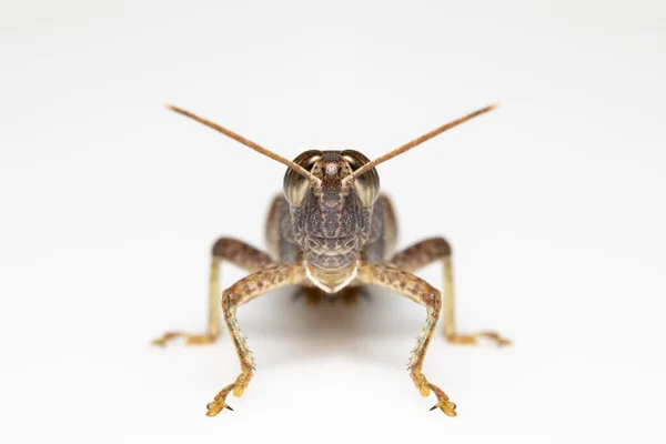 Imagen Saltamontes Banda Blanca Stenocatantops Splendens Aislados Sobre Fondo Blanco — Foto de Stock