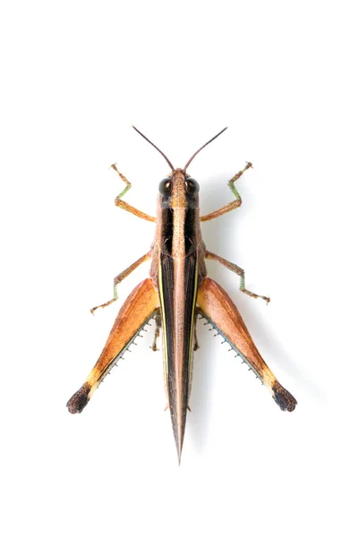 Bild Der Zuckerrohrheuschrecke Ceracris Fasciata Isoliert Auf Weißem Hintergrund Insektenstier — Stockfoto