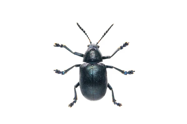 Imagen Escarabajo Algodoncillo Azul Aislado Sobre Fondo Blanco Desde Arriba —  Fotos de Stock