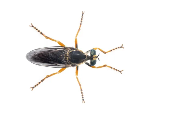 Imagen Los Asilidae Familia Las Moscas Ladronas También Llamadas Moscas — Foto de Stock