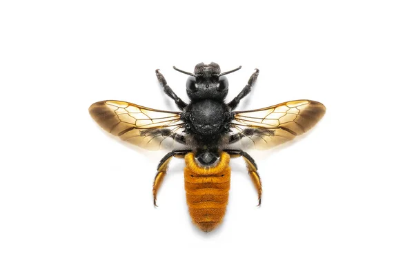 Afbeelding Van Vuurstaarthars Bij Geïsoleerd Witte Achtergrond Een Dier Insect — Stockfoto