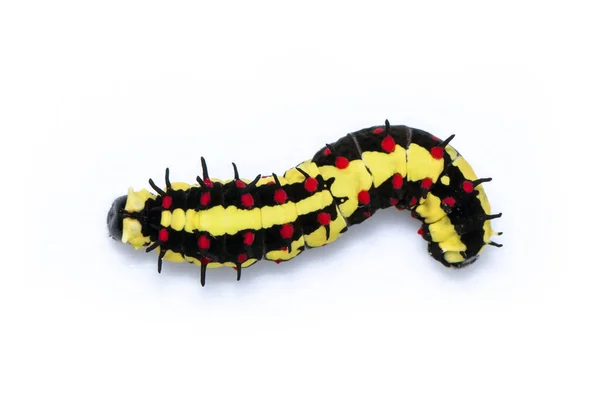 Image Caterpillars Common Mime Isolated White Background Animal Insect — Stock Photo, Image