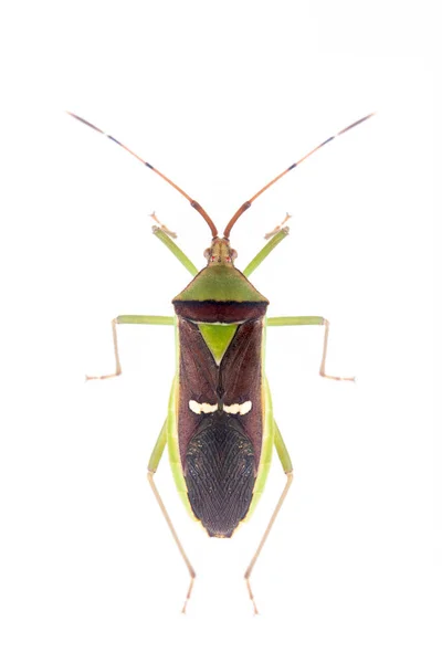 Afbeelding Van Groene Peulvrucht Pod Bug Hemiptera Geïsoleerd Witte Achtergrond — Stockfoto