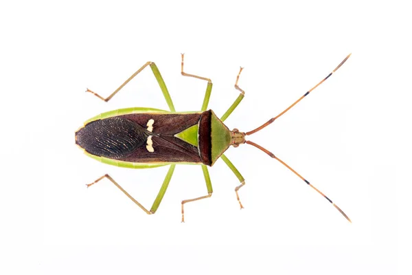 Bild Gröna Baljväxter Pod Bug Hemiptera Isolerad Vit Bakgrund Djur — Stockfoto