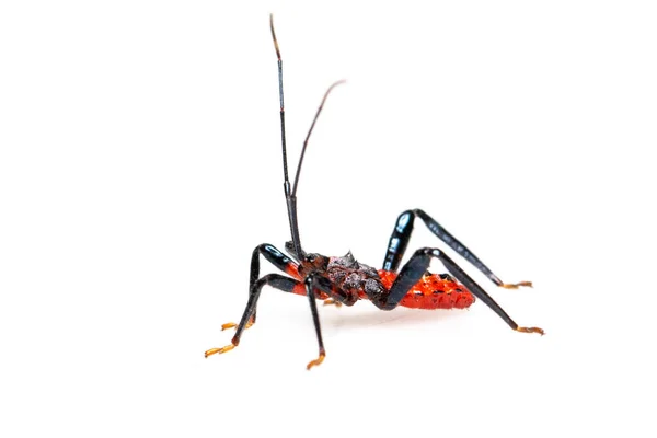 Bild Röd Lönnmördare Bugg Isolerad Vit Bakgrund Djur Insekt — Stockfoto