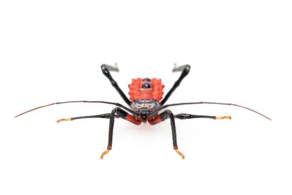 Afbeelding Van Rode Sluipmoordenaar Bug Geïsoleerd Witte Achtergrond Een Dier — Stockfoto