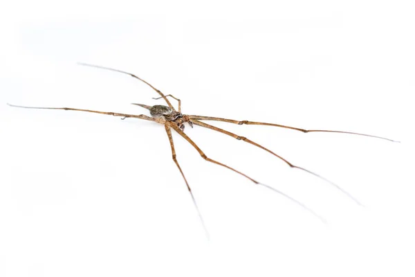 Bild Einer Zweischwänzigen Spinne Hersilia Isoliert Auf Weißem Hintergrund Tierisch — Stockfoto