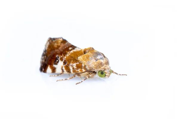 Bild Der Braunen Motte Isoliert Auf Weißem Hintergrund Tierisch Insekten — Stockfoto