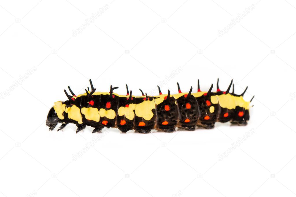 Image of caterpillars of common mime isolated on white background. Animal. Insect.