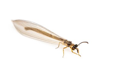 Beyaz arka planda izole edilmiş karınca görüntüsü. Hayvan herif. Böcek.