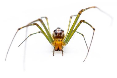 Dekoratif Büyük Çeneli Örümcek (Leucauge dekoru) resmi beyaz arka planda izole edilmiştir. Hayvan herif. Böcek.