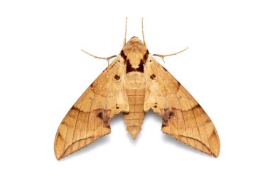 Beyaz arkaplanda kahverengi güve (Ambulyx Iiturata) görüntüsü var. Kelebek. Hayvan herif. Böcek.