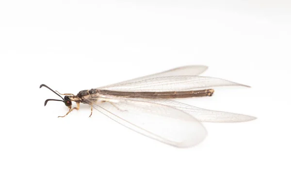 Beyaz Arka Planda Izole Edilmiş Karınca Görüntüsü Hayvan Herif Böcek — Stok fotoğraf