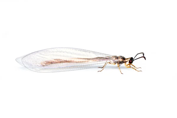 Bild Der Antlionen Isoliert Auf Weißem Hintergrund Tierisch Insekten — Stockfoto