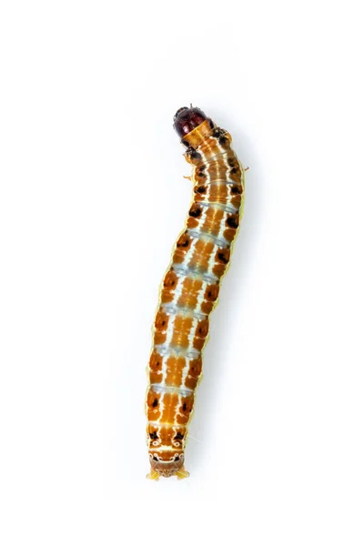 Image Brown Pattern Caterpillars Isolated White Background Animal Insect — Stock Photo, Image