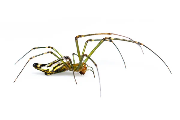 Big Jawed Spider Leucauge Ornamate 이미지는 배경에 분리되었다 — 스톡 사진