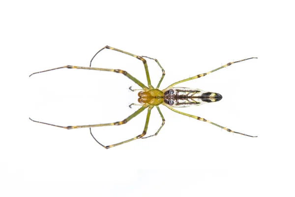 Εικόνα Του Διακοσμητικού Big Jawed Spider Leucauge Διακοσμούν Απομονώνονται Λευκό — Φωτογραφία Αρχείου
