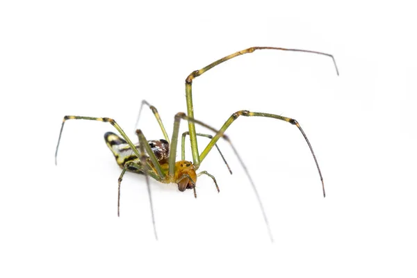 Imagem Aranha Mandíbula Grande Decorativa Leucauge Decorar Isolado Fundo Branco — Fotografia de Stock