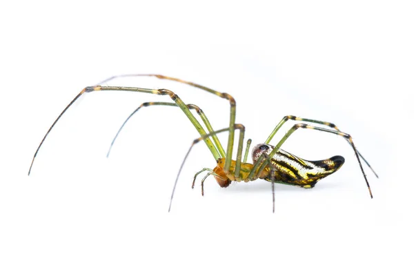 Bild Der Dekorativen Großkieferspinne Leucauge Decorate Isoliert Auf Weißem Hintergrund — Stockfoto