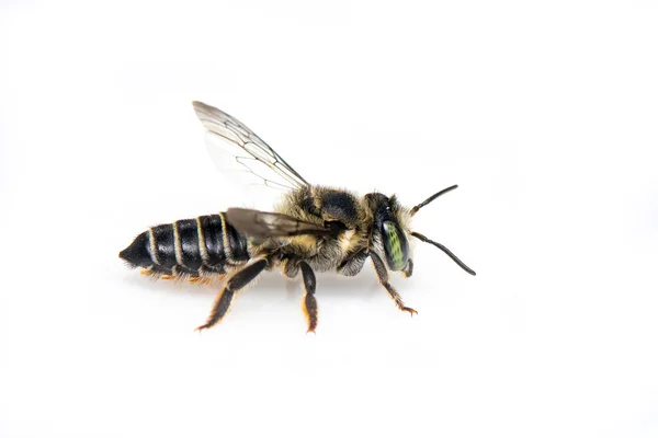 东葫芦蜂或长角蜂 Peponapis Pruinosa 在白色背景下分离的图像 昆虫科 — 图库照片