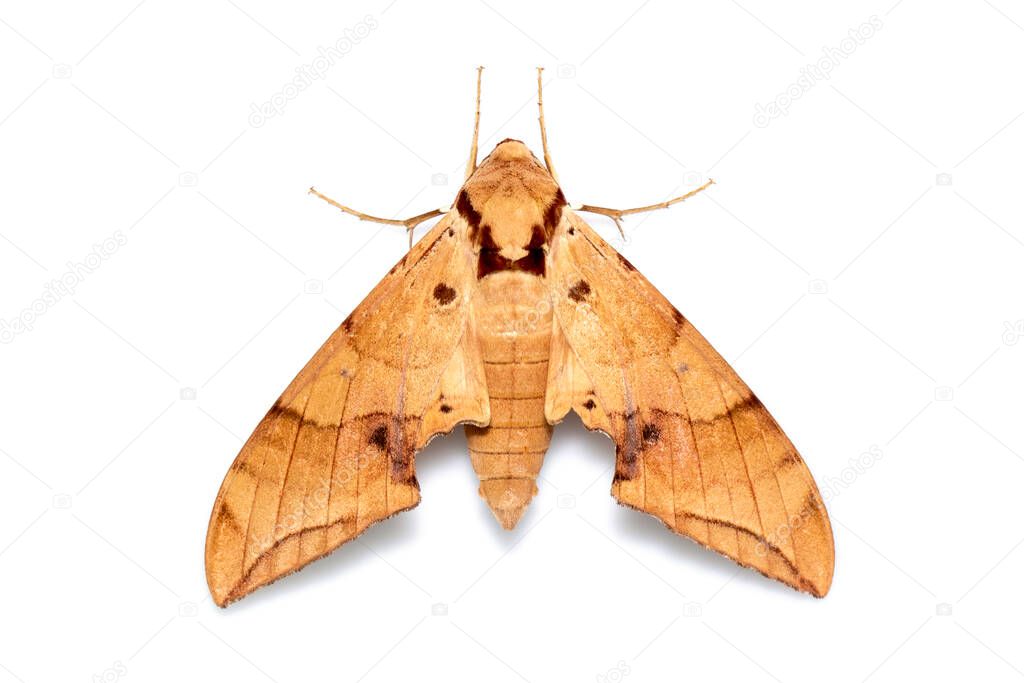 Image of brown moth (Ambulyx Iiturata) isolated on white background. Butterfly. Animal. Insect.