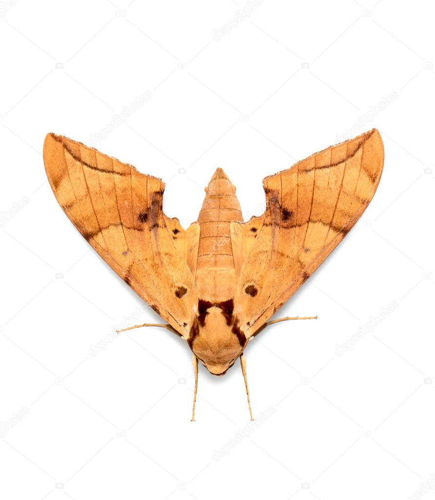 Image of brown moth (Ambulyx Iiturata) isolated on white background. Butterfly. Animal. Insect.