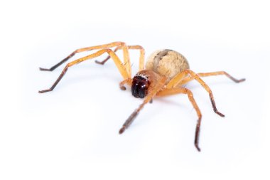 Görüntü: Avcı Örümcek (Olios sp.) Sparassidae familyasından beyaz bir aile. Böcek. Hayvan..