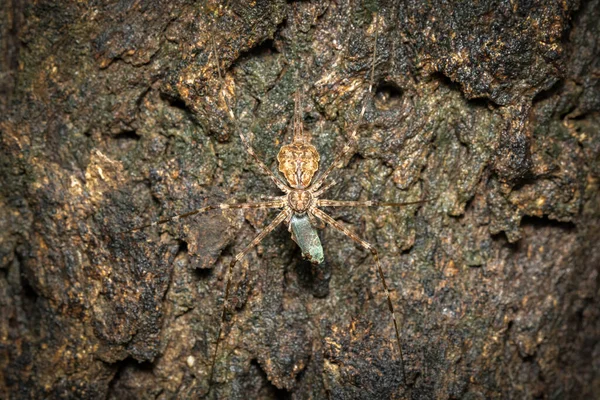 2尾スパイダー Hersilia の写真 木の上で餌を食べる 昆虫だ — ストック写真