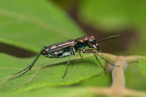 Imagen Escarabajo Tigre Sobre Hojas Verdes Sobre Fondo Natural Animal —  Fotos de Stock