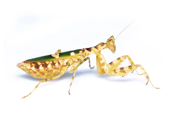 Bild Blomma Mantis Creobroter Gemmatus Vit Bakgrund Insekt Djur — Stockfoto