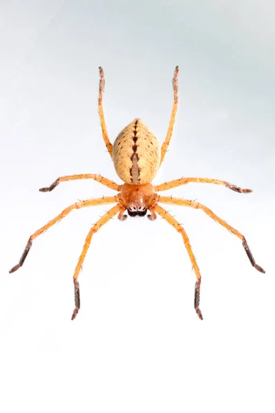 Bild Jägarspindel Olios Familj Sparassidae Vit Bakgrund Insekt Djur — Stockfoto