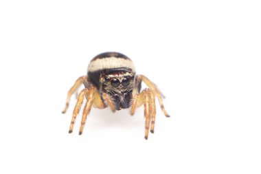 Beyaz arkaplanda Bleeker 'in zıplayan örümceğinin (Euryattus bleekeri) resmi. Böcek. Hayvan.