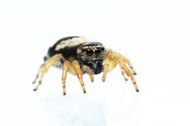 Beyaz arkaplanda Bleeker 'in zıplayan örümceğinin (Euryattus bleekeri) resmi. Böcek. Hayvan.