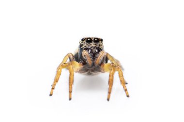 Beyaz arkaplanda Bleeker 'in zıplayan örümceğinin (Euryattus bleekeri) resmi. Böcek. Hayvan.